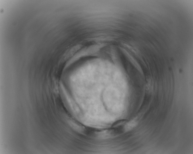 X0000075830430200610061827