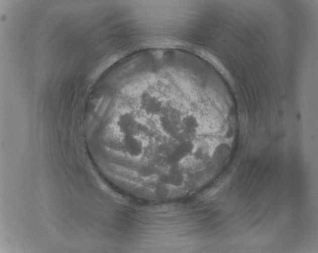 X0000075830433200610061826