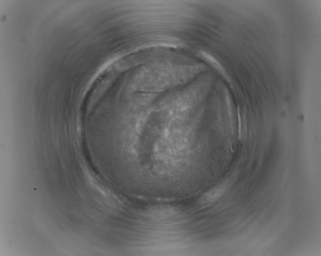 X0000075830435200610061826