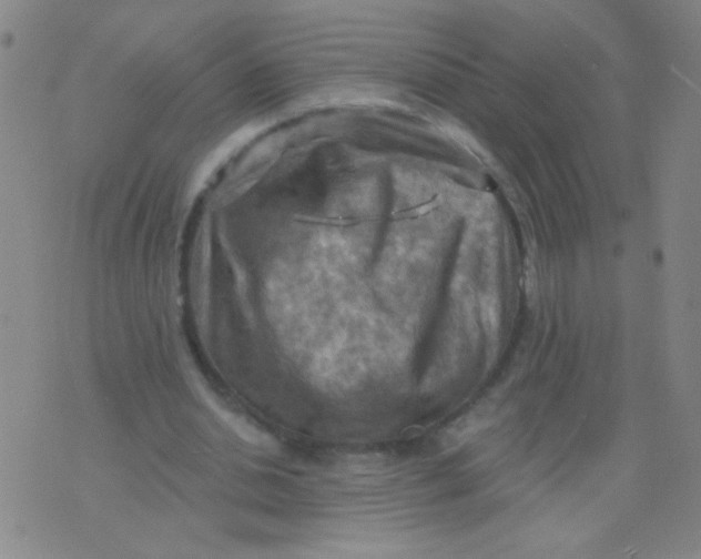 X0000075830438200610061826