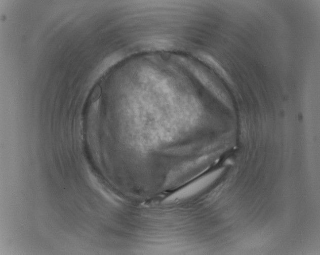 X0000075830439200610061826