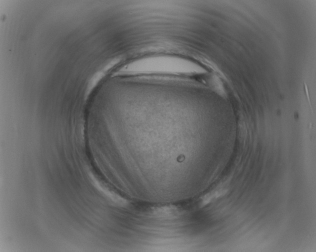 X0000075830446200610061826