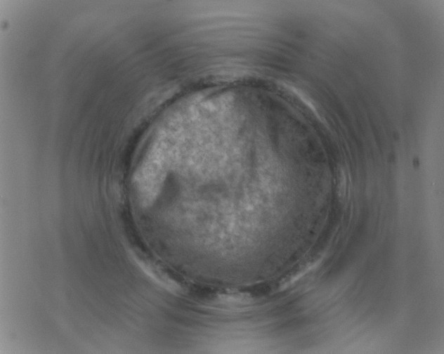 X0000075830455200610061826