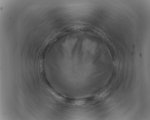 X0000075830462200610061826