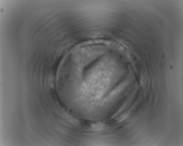 X0000075830470200610061826