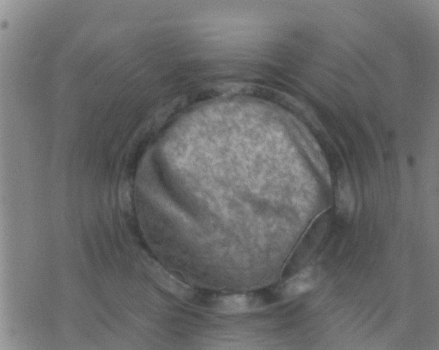 X0000075830473200610061826