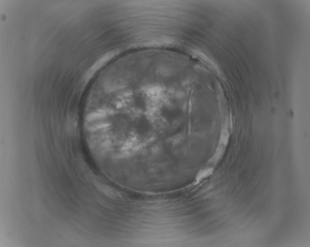 X0000075830483200610061826