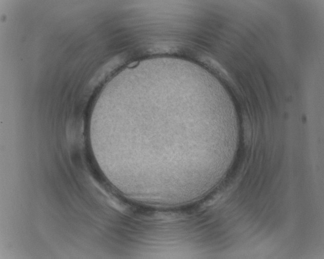 X0000075830490200610061826