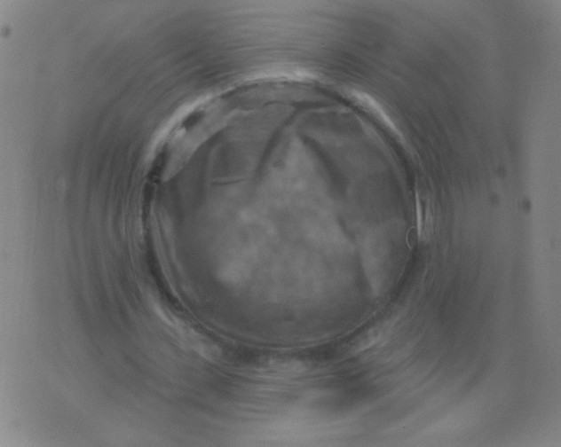 X0000075830531200610061824