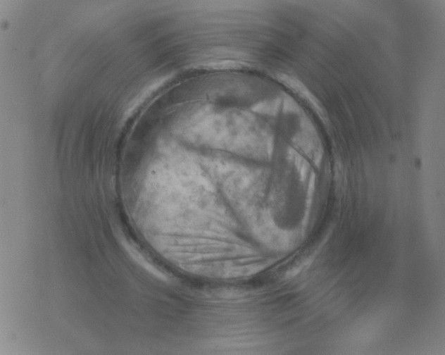 X0000075830533200610061824