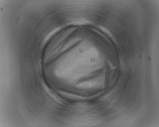 X0000075830535200610061824