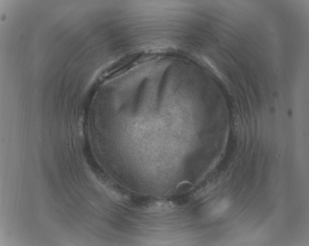 X0000075830543200610061824