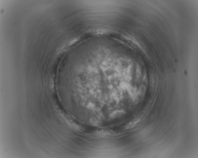 X0000075830545200610061824