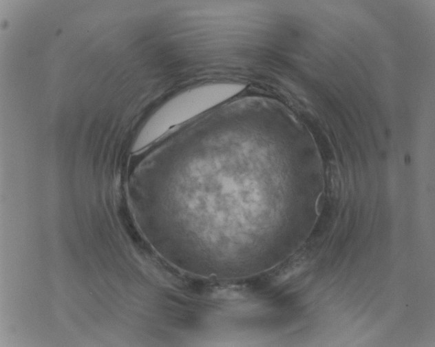 X0000075830550200610061825