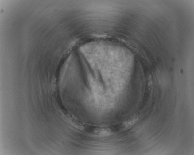 X0000075830559200610061825