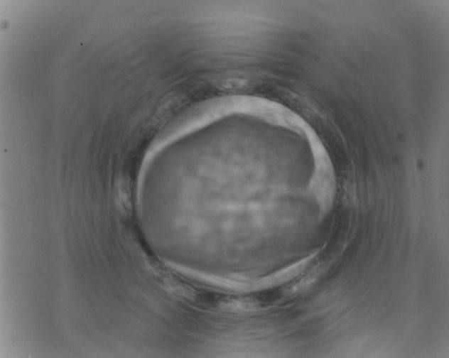 X0000075830561200610061825