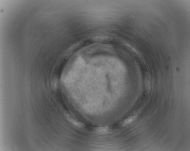 X0000075830574200610061825