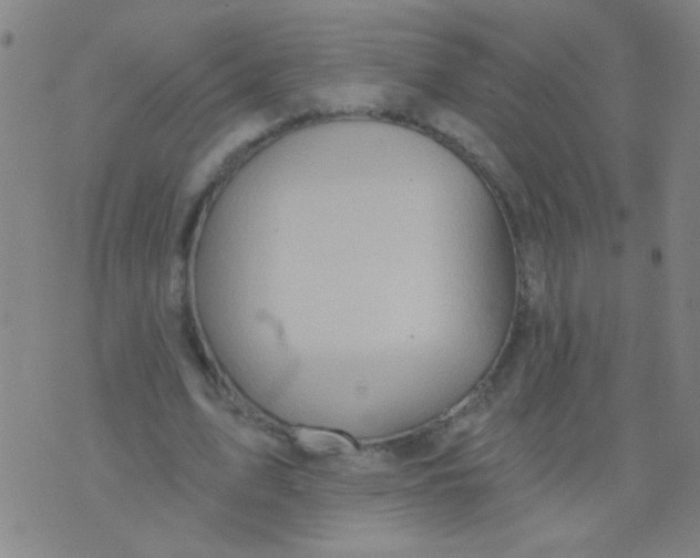 X0000075830583200610061824