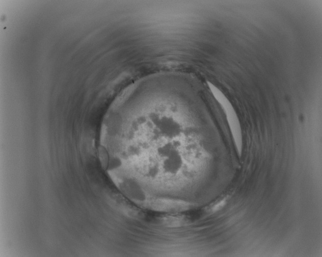 X0000075830615200610061824