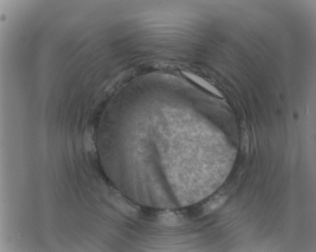 X0000075830616200610061824