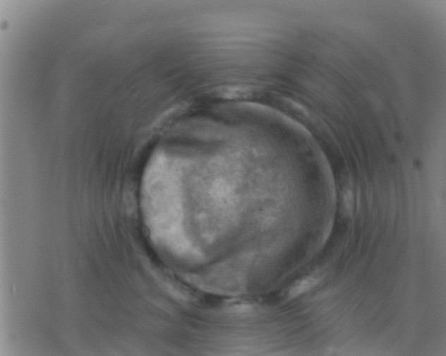 X0000075830620200610061823