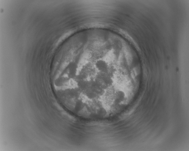 X0000075830625200610061823