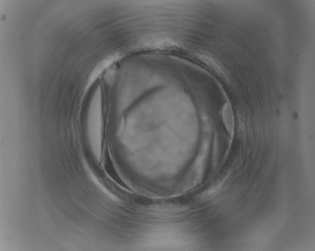 X0000075830630200610061823