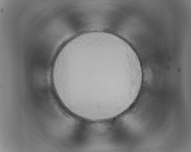 X0000075830632200610061823