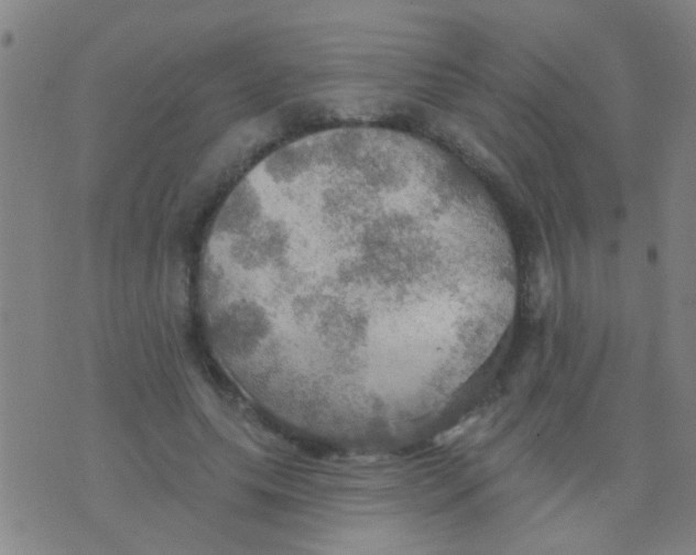 X0000075830639200610061823