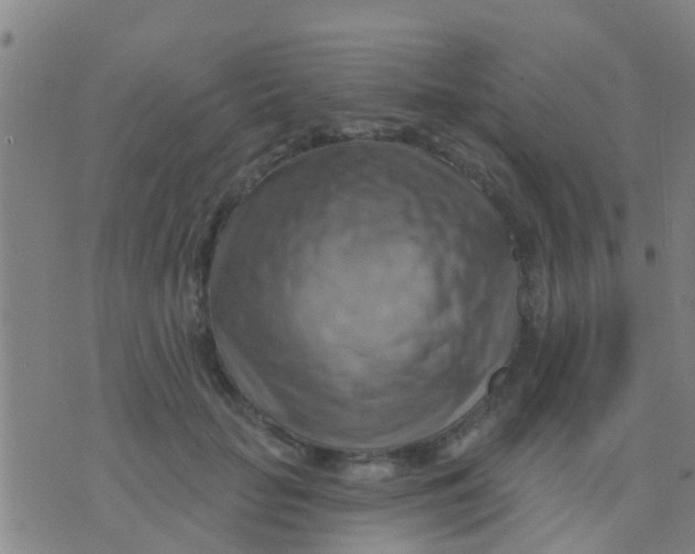 X0000075830653200610061823