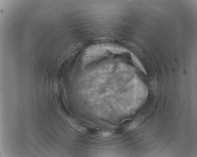 X0000075830662200610061823