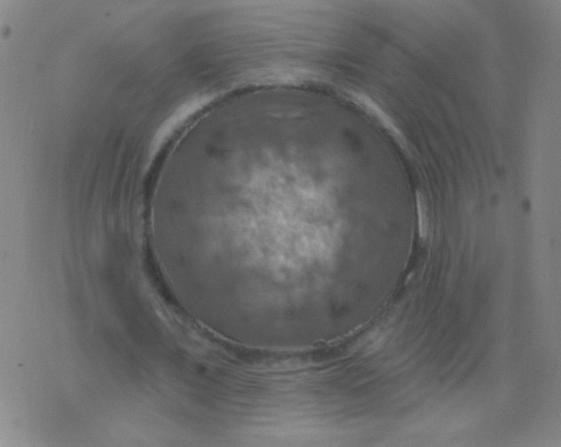 X0000075830675200610061823