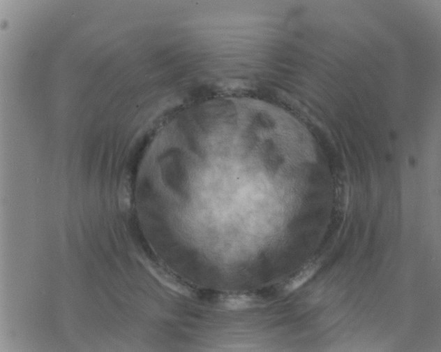 X0000075830710200610061822