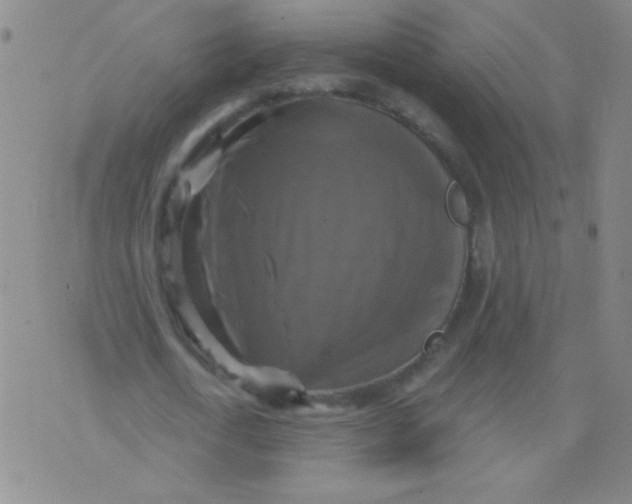 X0000075830722200610061821