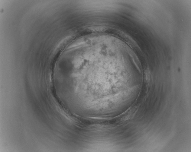 X0000075830733200610061821