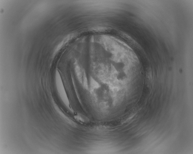 X0000075830734200610061821