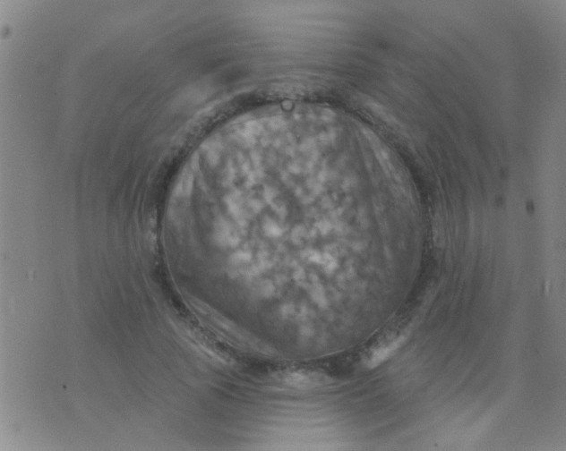 X0000075830737200610061821