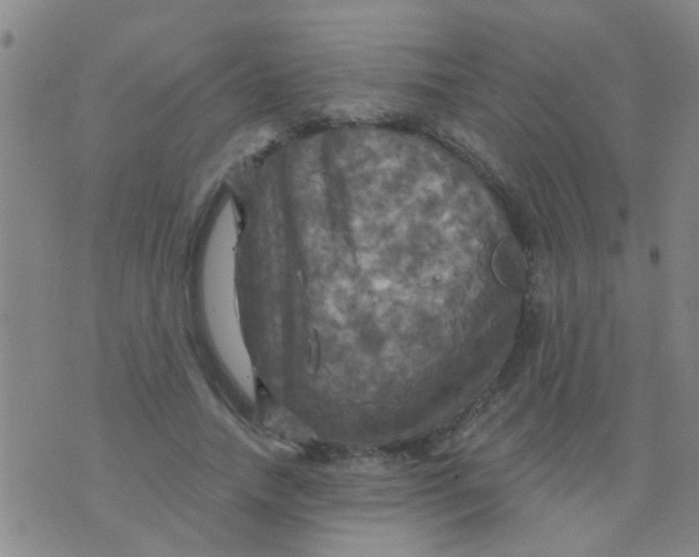 X0000075830738200610061821