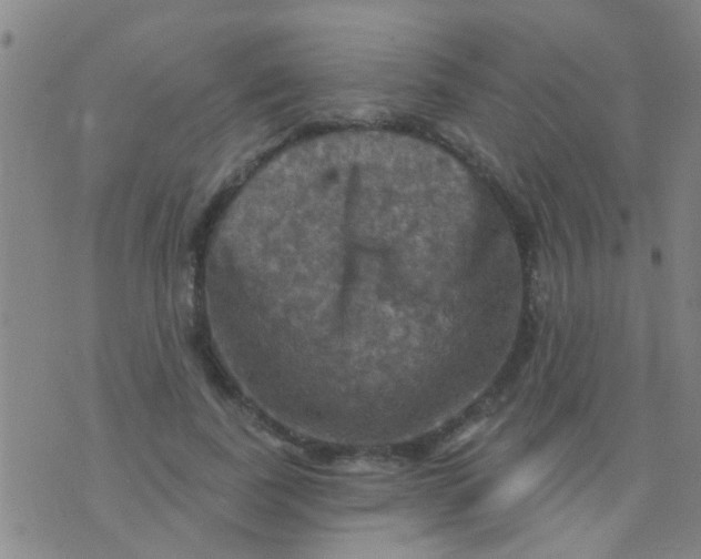 X0000075830739200610061821