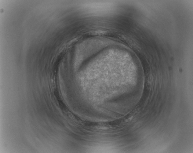 X0000075830743200610061821