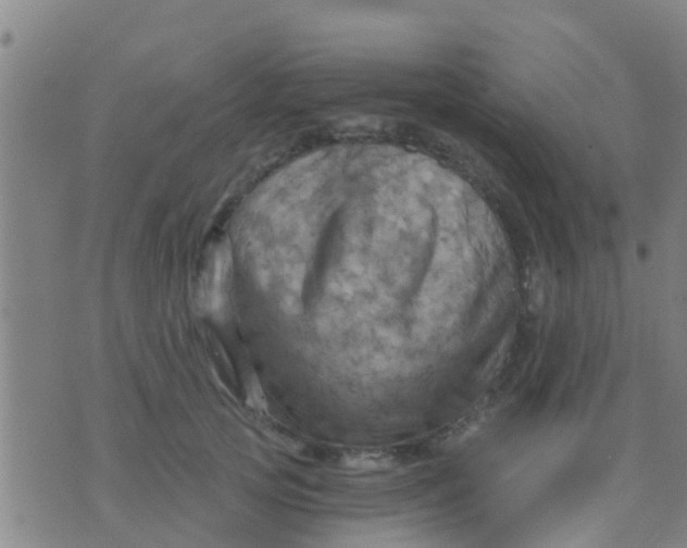 X0000075830753200610061822