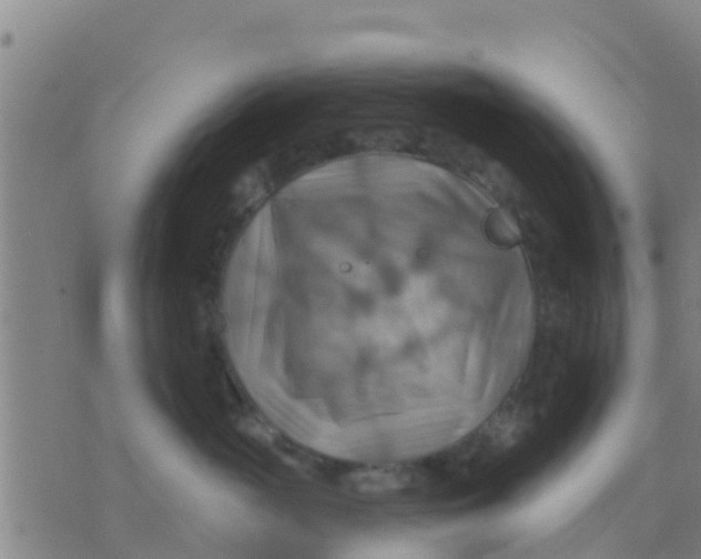 X0000075830765200610061822