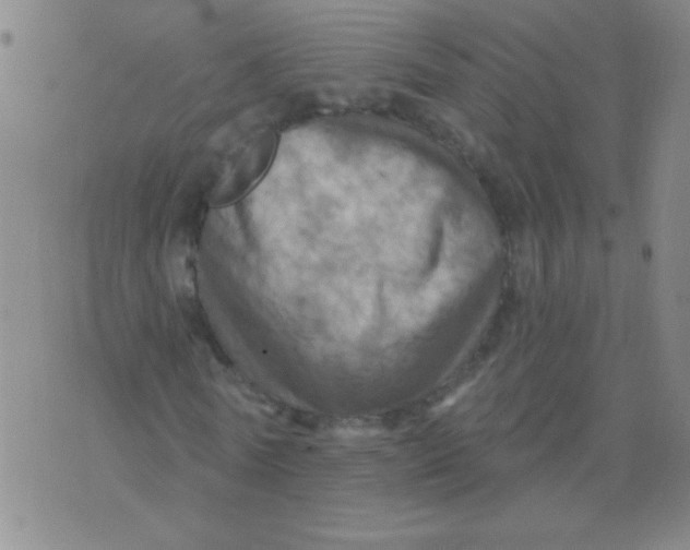 X0000075830770200610061821