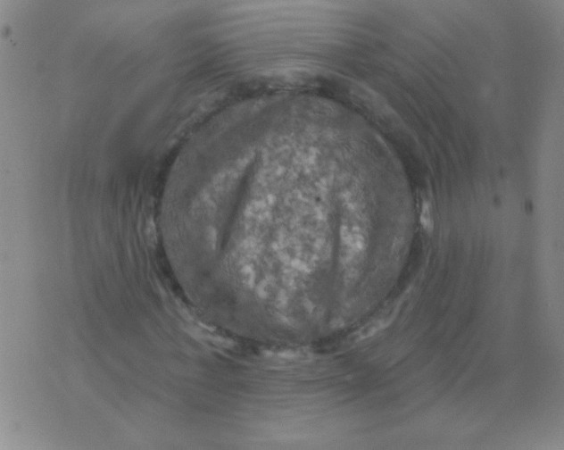 X0000075830771200610061821