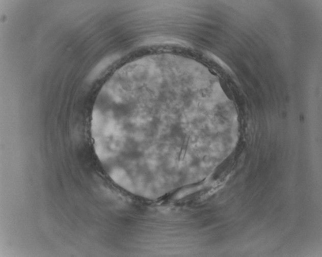 X0000075830775200610061821