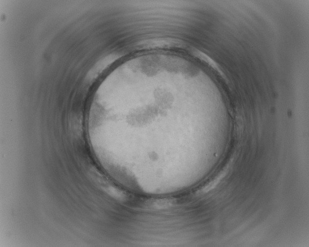 X0000075830778200610061821