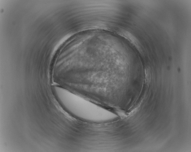 X0000075830780200610061821