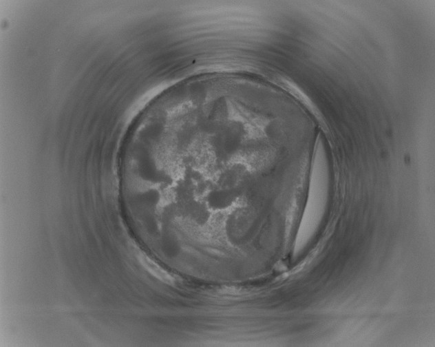 X0000075830787200610061821