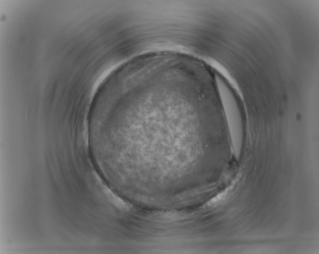 X0000075830791200610061821