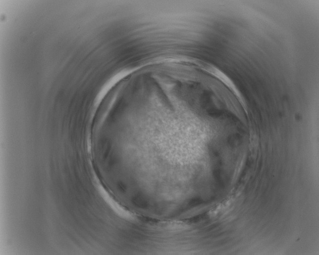 X0000075830811200610061820